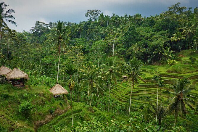 Best of Ubud with Jungle Swing Tour - The Sum Up