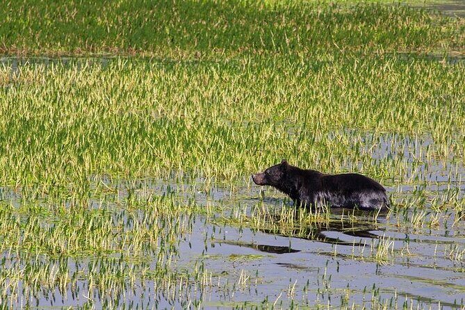 Best of Yellowstone Nat'l Park from W Yellowstone - Private Tour - FAQ