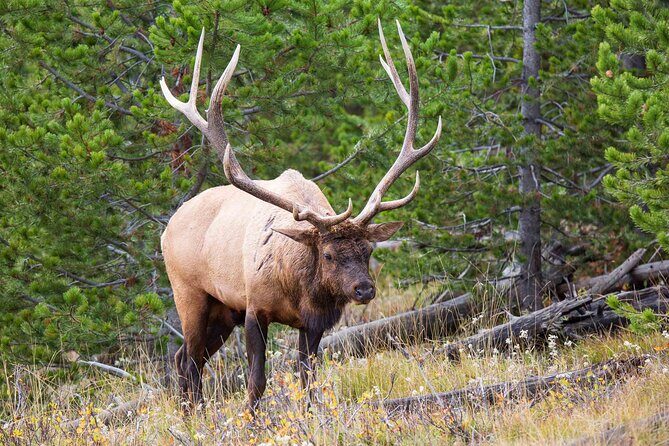 Best of Yellowstone Nat'l Park Tour from Paradise Valley - A Deep Dive into the Yellowstone Experience