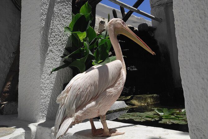 Best private local tour guided in Mykonos - 4 hours! - Final Thoughts: Is This Tour Right for You?