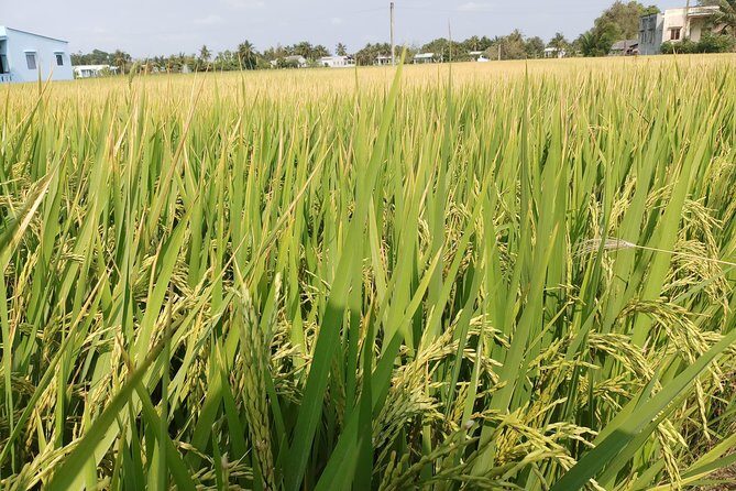 Best Private Tour Cu Chi Tunnels and Mekong Delta Full Day - Who Might Want Something Different