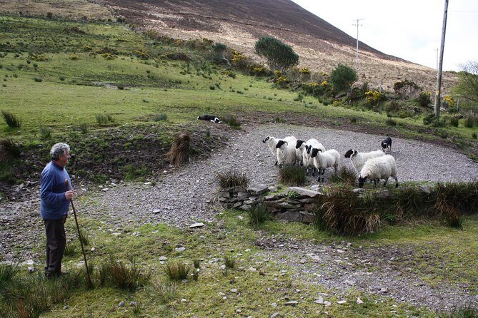 Best Ring of Kerry Tour ex Killarney inc Killarney National Park - The Sum Up: Should You Take This Tour?