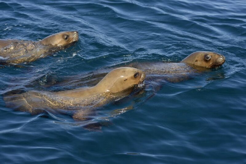 Best Tour to Peninsula Valdes - In-Depth Review of the Peninsula Valdes Tour