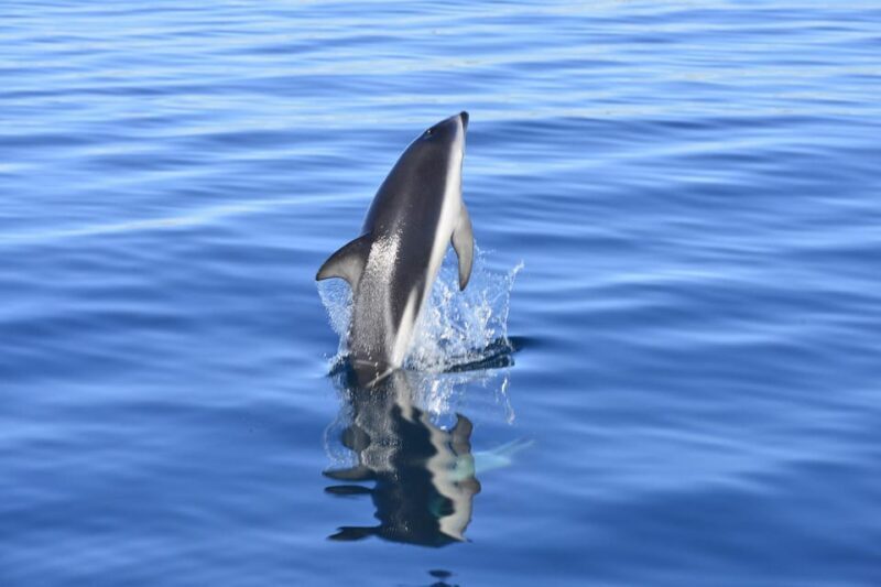 Best Tour to Peninsula Valdes - Final Thoughts