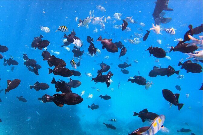 Best Waikiki Snorkel Tour: Guaranteed Turtles at Turtle Canyon - The Price and Value