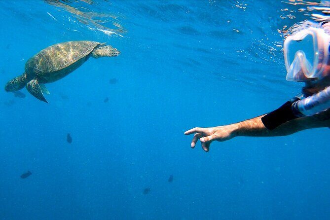 Best Waikiki Snorkel Tour: Guaranteed Turtles at Turtle Canyon - The Sum Up