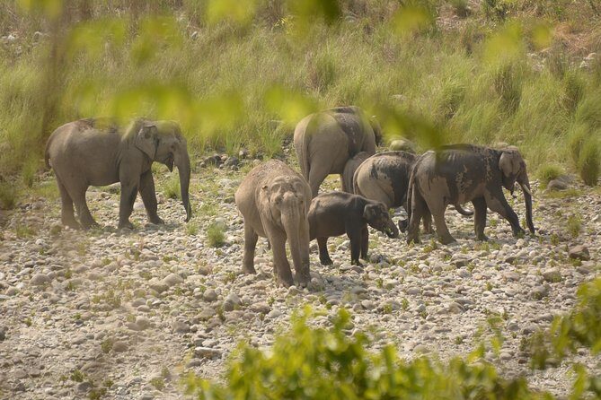 Best Wilderness Experience through Jim Corbett Experience - Exploring the Best Wilderness Experience through Jim Corbett Experience
