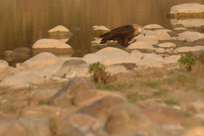 Best Wilderness Experience through Jim Corbett Experience - Key Points