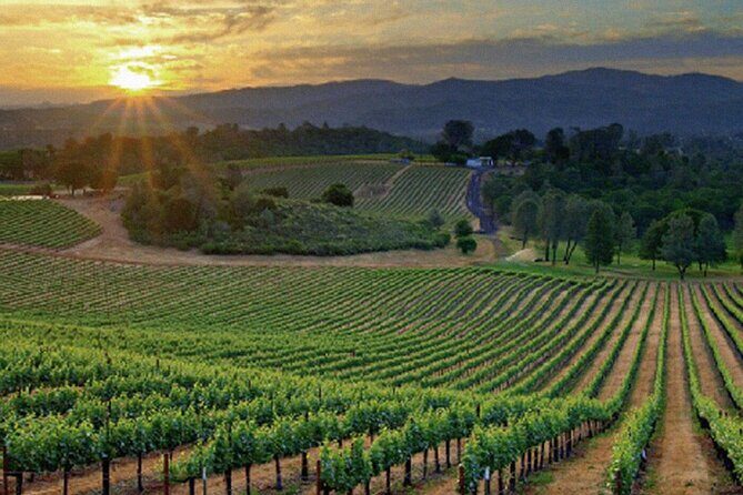 Best Wines of Crete: Wine Tasting Tour & traditional Lunch - A Closer Look at the Tour Experience