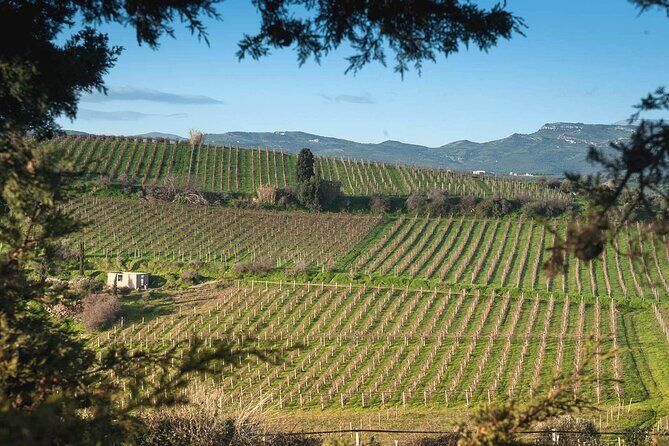 Best Wines of Crete: Wine Tasting Tour & traditional Lunch - Food and Local Delights: Bakery, Cheese, and Herb Shops