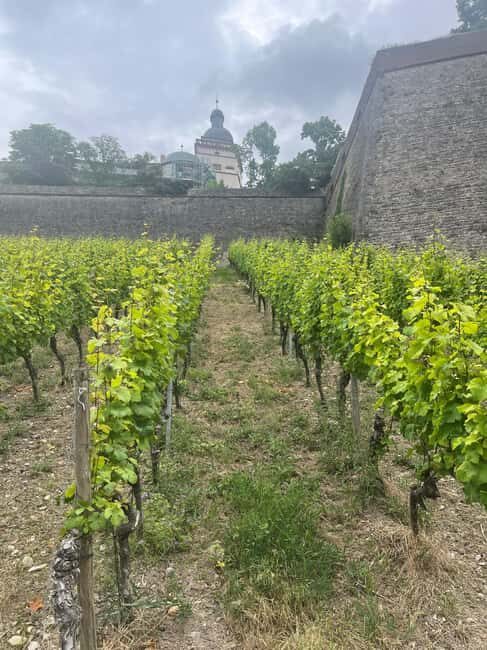 Between vineyards and a royal residence  enjoy Würzburg's wines with a view - Key Points