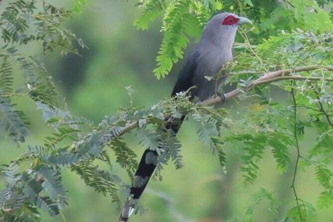 Beyond The Oudong Temple and Birdwatching in Phnom Penh - A Deeper Look at the Tour Experience