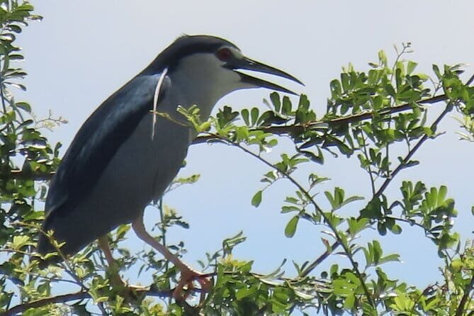 Beyond The Oudong Temple and Birdwatching in Phnom Penh - FAQ