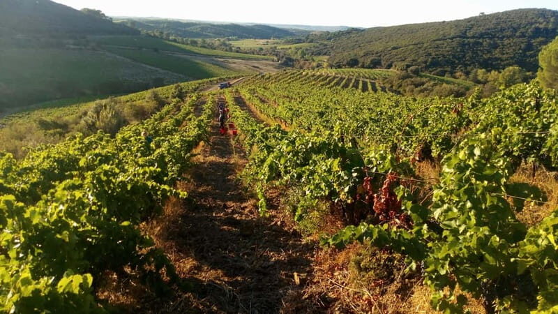 Beziers: Eco Wine Tasting at Sarabande Wines Off-Grid Winery - A Genuine Dive into Sustainable French Winemaking