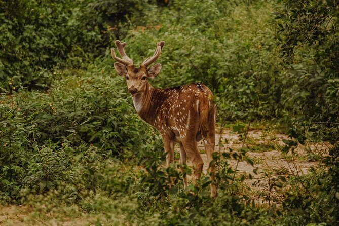 Bharatpur Bird watching & Wildlife from Delhi - Detailed Review: What to Expect from the Bharatpur Bird Watching & Wildlife Tour