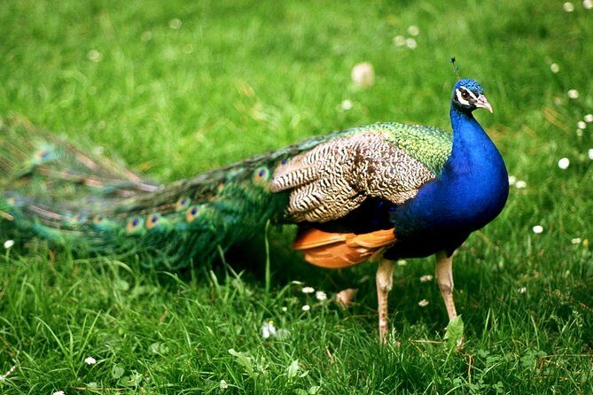 Bharatpur Bird watching & Wildlife from Delhi - Who should consider this tour?