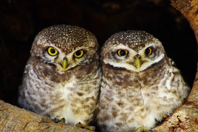 Bharatpur Bird watching & Wildlife from Delhi - FAQ