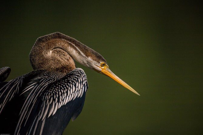 Bharatpur Birding adventure from Delhi - The Journey Begins: Seamless Transfers from Delhi