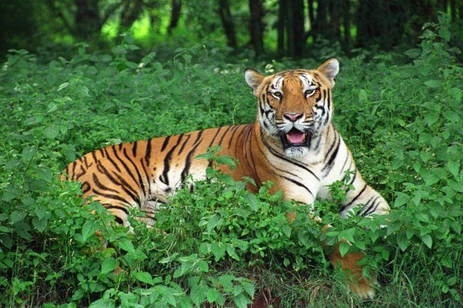 Bhubaneshwar to Bhitarkanika & Similipal Tiger Reserve Tour - Key Points