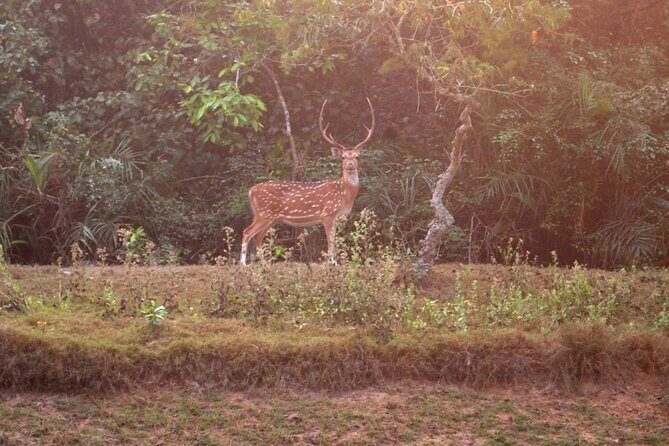 Bhubaneshwar to Similipal National Park Expedition - Exploring the Bhubaneshwar to Similipal National Park Expedition