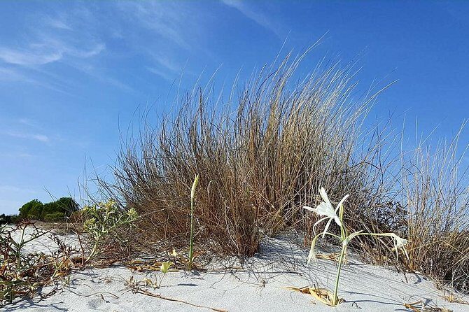 Biderosa and Capo Comino Beach Tour - Who Is This Tour Best For?