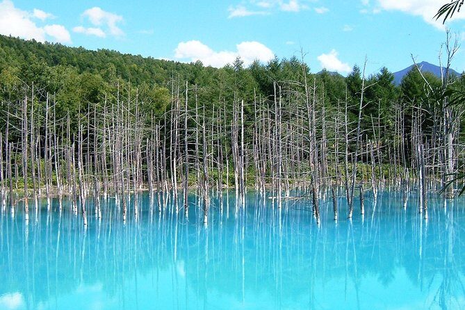 [Biei/Furano] One-day sightseeing by private car! - Additional Seasonal Highlights and Flexibility