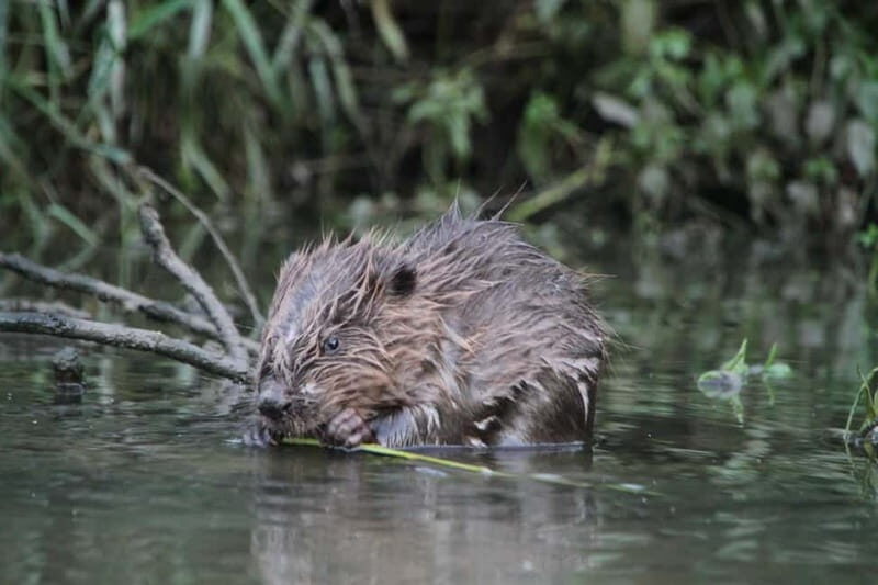 Biesbosch: SUP Board Rental - The Sum Up