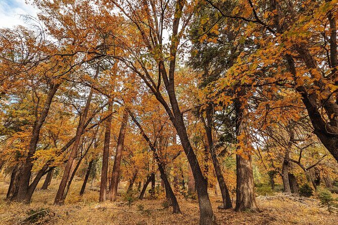 Big Bear Fall Colors Hiking Tour in Southern California - Authentic Experiences and Reviewer Insights