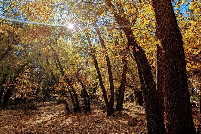 Big Bear Fall Colors Hiking Tour in Southern California - The Sum Up