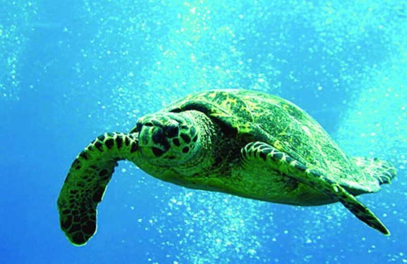 Big Island: 3 Hour Waikoloa Snorkeling & Sailing Adventure - Who Will Love This Tour?