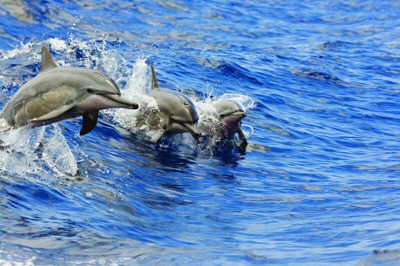 Big Island: 3 Hour Waikoloa Snorkeling & Sailing Adventure - FAQ