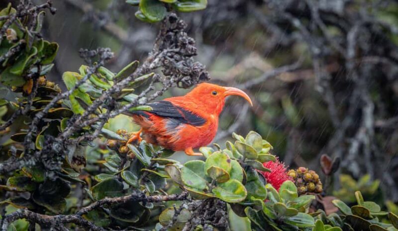 Big Island: Birdwatching Tour with Expert Guide - Key Points
