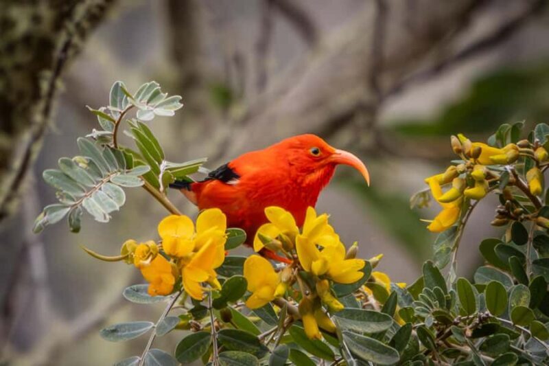 Big Island: Birdwatching Tour with Expert Guide - An In-Depth Look at the Big Island Birdwatching Tour