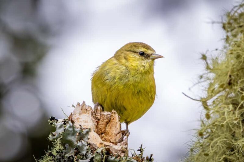 Big Island: Birdwatching Tour with Expert Guide - Birdwatching with Nikon Prostaff Binoculars