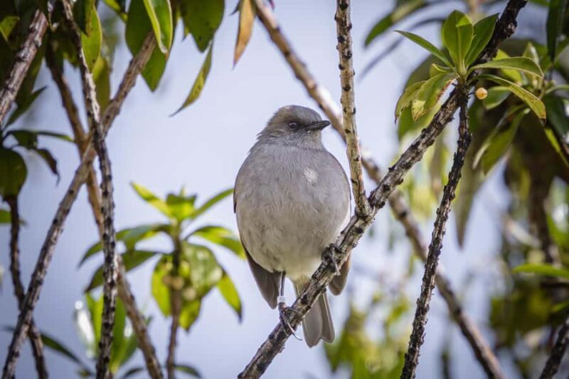 Big Island: Birdwatching Tour with Expert Guide - Midday Break with a View