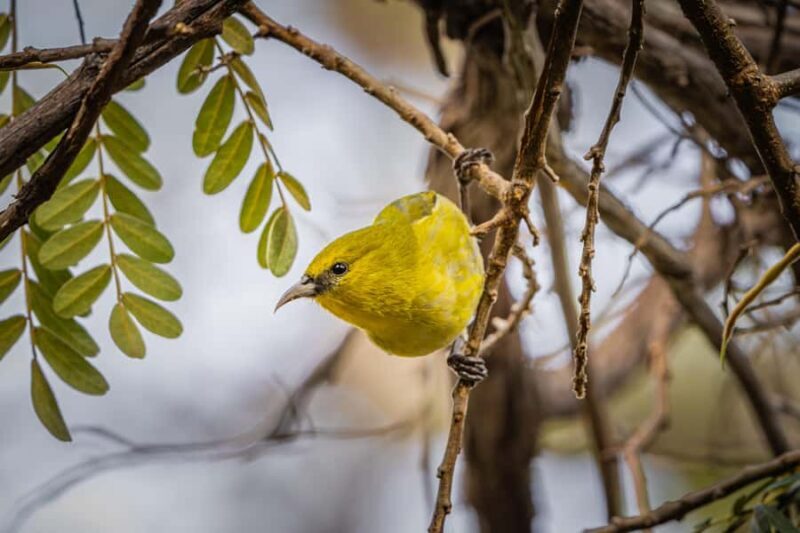 Big Island: Birdwatching Tour with Expert Guide - Second Birdwatching Session