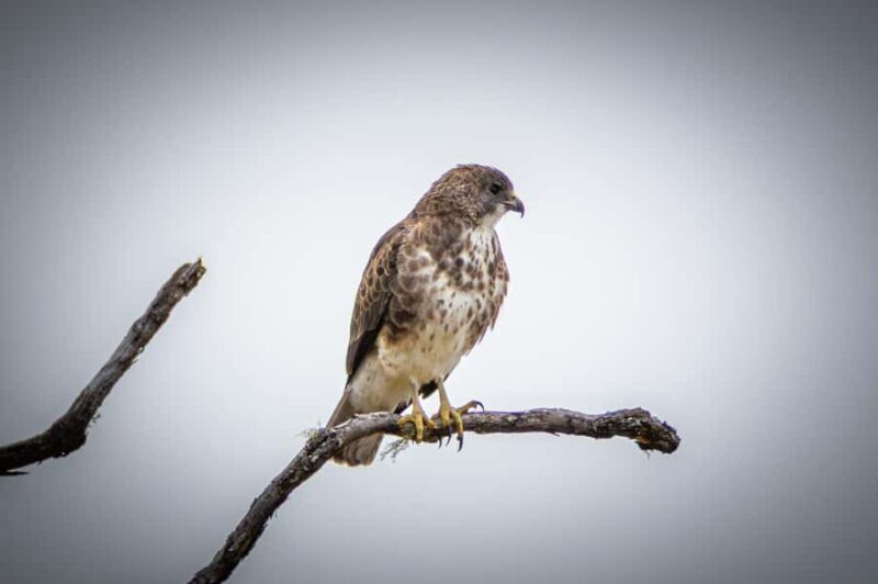 Big Island: Birdwatching Tour with Expert Guide - Who Will Enjoy This Tour?