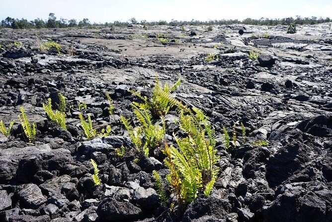 Big Island Hawaii Volcano Day tour from Honolulu and Hotel PU - A Deep Dive into the Big Island Day Tour