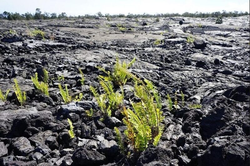 Big Island Hawaii Volcano Day tour from Oahu and Hotel PU - Key Points
