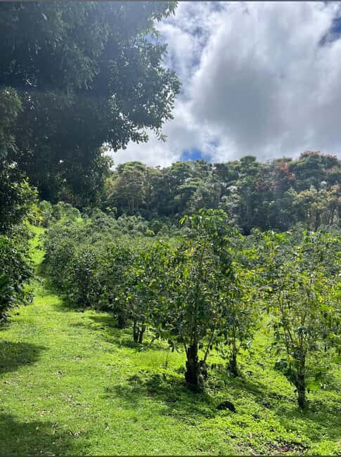 Big Island: Hilo to Kona Day Tour with Tastings - Value and Practical Considerations