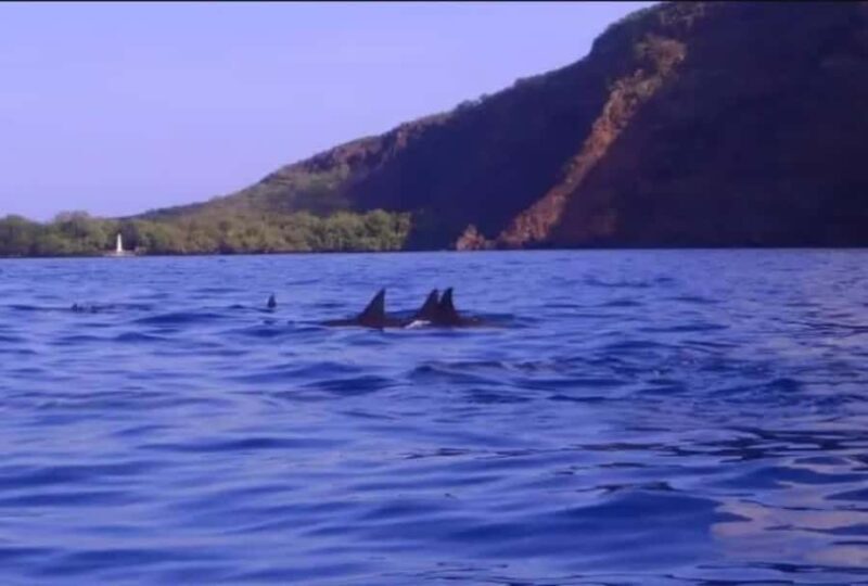 Big Island Kealakekua Bay: Captain Cook Snorkel Cruise - FAQ