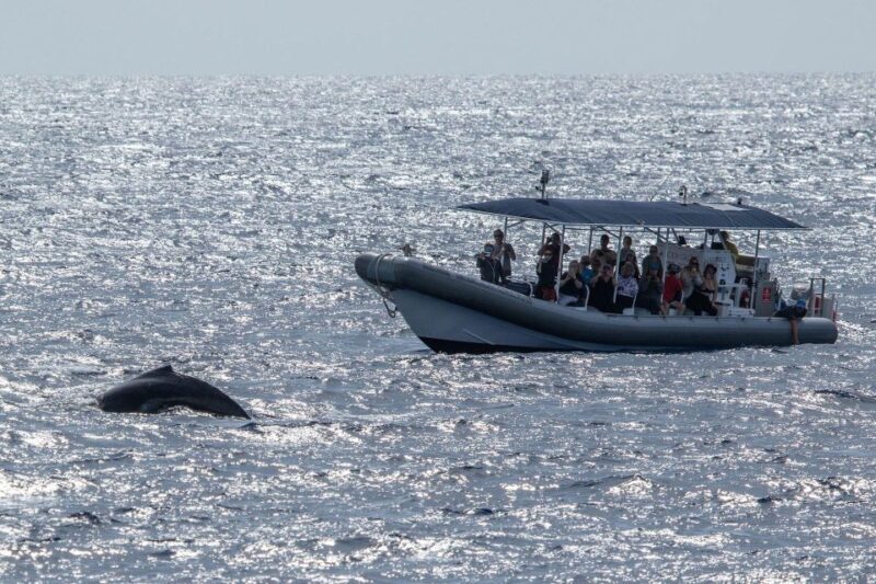 Big Island: Kona Super Raft Whale Watch - The Itinerary and What You Can Expect