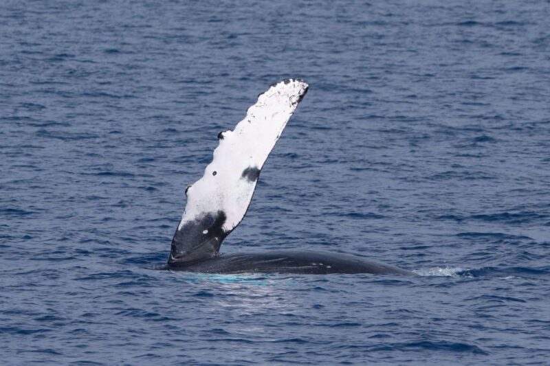 Big Island: Kona Super Raft Whale Watch - Why the Small Vessel Matters