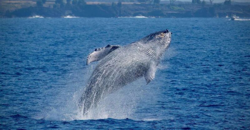 Big Island: Kona Super Raft Whale Watch - Snorkeling, Food, and Other Amenities