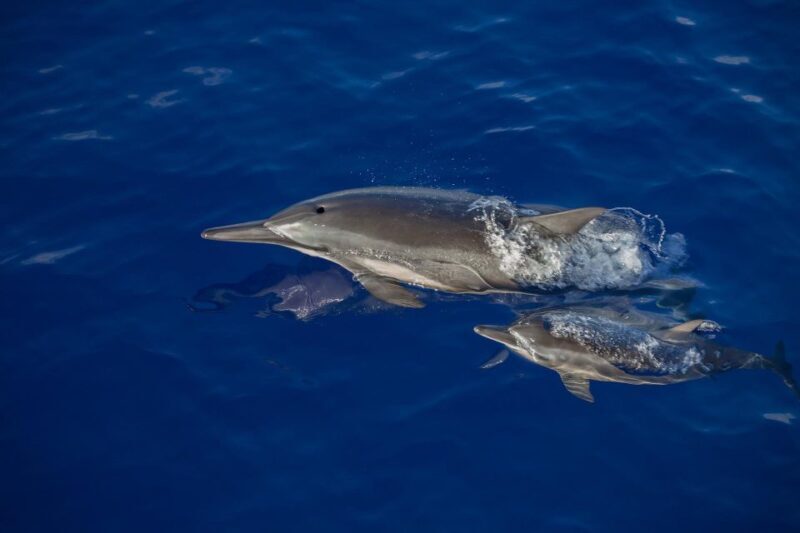 Big Island: Kona Super Raft Whale Watch - The Sum Up