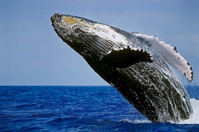 Big Island: Kona Whale Watching Tour - Exploring the Kona Whale Watching Tour