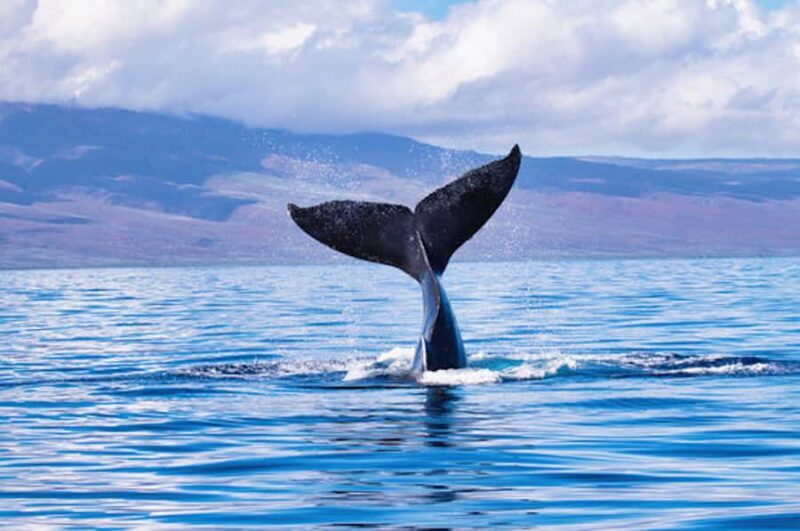 Big Island: Kona Whale Watching Tour - The Sum Up