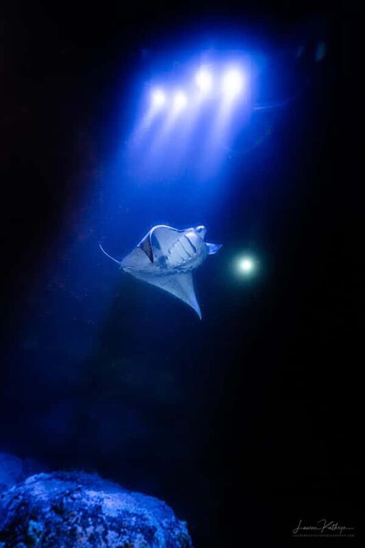 Big Island: Manta Ray Snorkel Boat Tour - Key Points