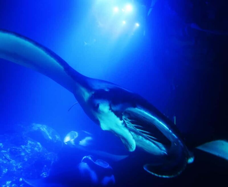 Big Island: Manta Ray Snorkel Boat Tour - Cost and Value