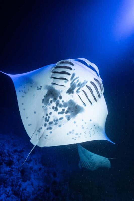 Big Island: Manta Ray Snorkel Boat Tour - FAQ